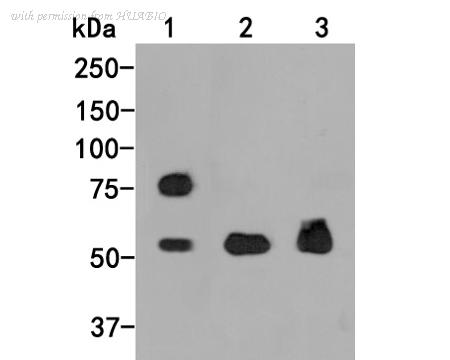 HUABIO HA500064 image 1