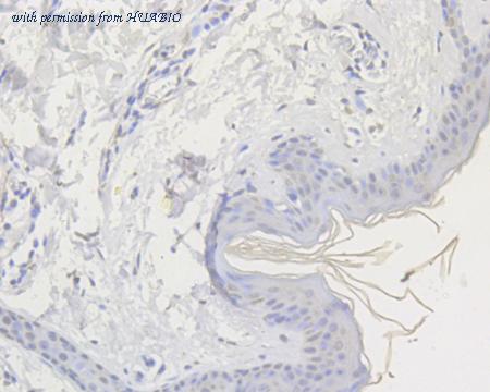 HUABIO HA500064 image 2