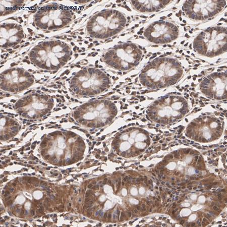 HUABIO HA500070 image 2