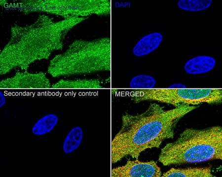 HUABIO HA500071 image 2