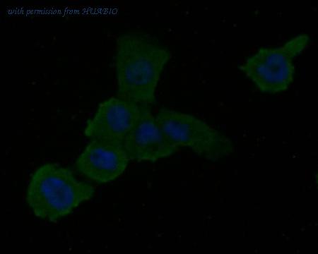 HUABIO HA500075 image 3