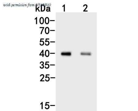 HUABIO HA500077 image 1