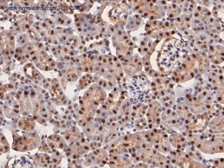 HUABIO HA500077 image 2