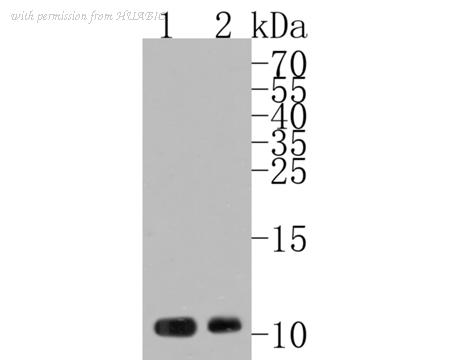 HUABIO HA500078 image 1