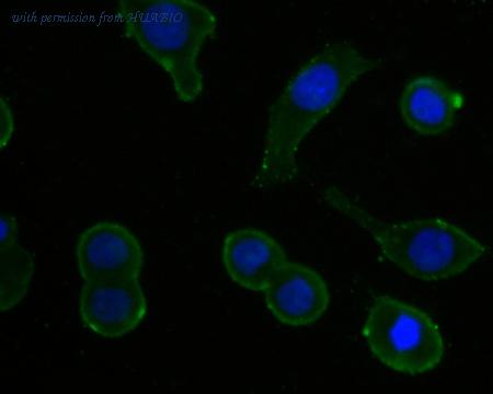 HUABIO HA500081 image 2