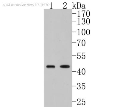 HUABIO HA500089 image 1