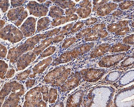 HUABIO HA500089 image 3