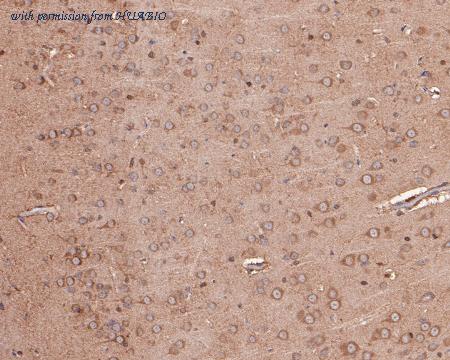 HUABIO HA500090 image 2