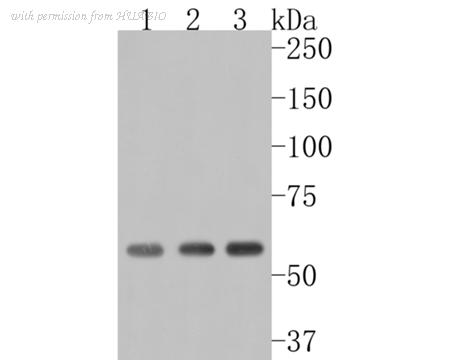 HUABIO HA500091 image 1