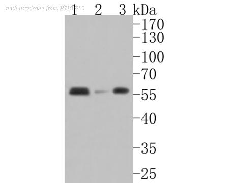 HUABIO HA500091 image 2