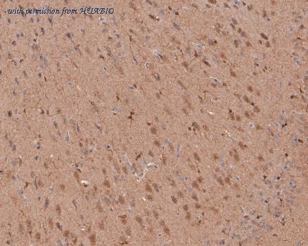 HUABIO HA500091 image 3