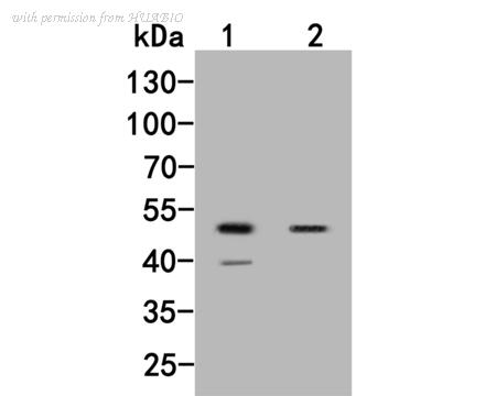 HUABIO HA500102 image 1