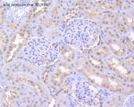 HUABIO HA500102 image 3