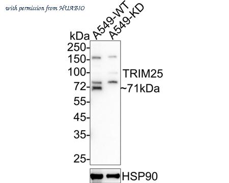 HUABIO HA500104 image 1