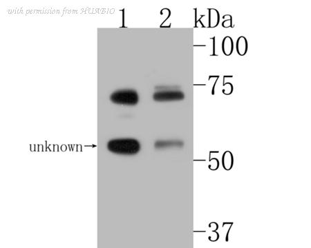 HUABIO HA500104 image 2