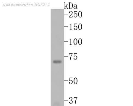 HUABIO HA500104 image 3