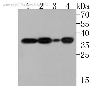 HUABIO HA500105 image 1