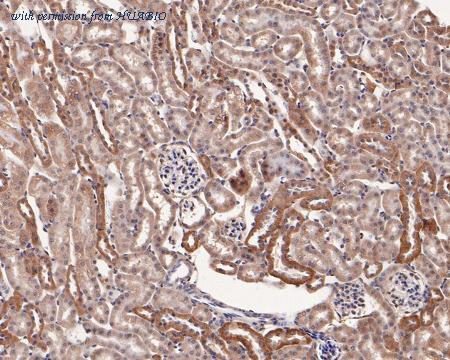 HUABIO HA500105 image 3