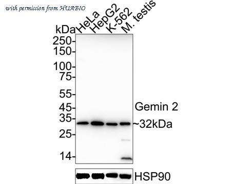 HUABIO HA500106 image 1