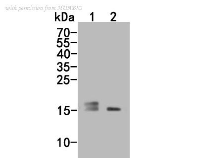 HUABIO HA500107 image 1