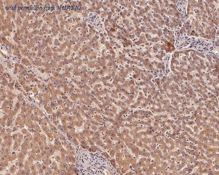 HUABIO HA500107 image 2