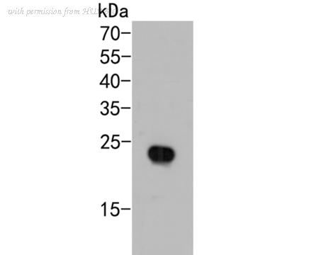 HUABIO HA500112 image 1