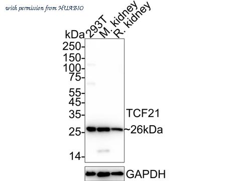 HUABIO HA500114 image 1