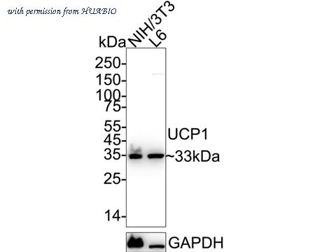 HUABIO HA500118 image 2