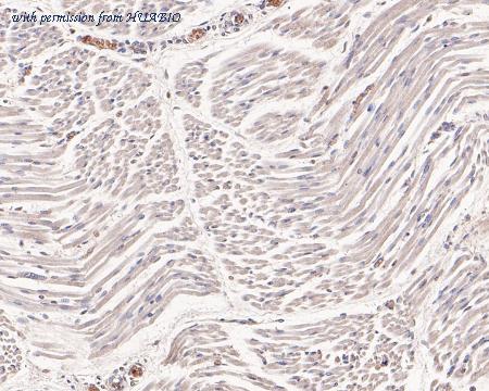 HUABIO HA500118 image 3