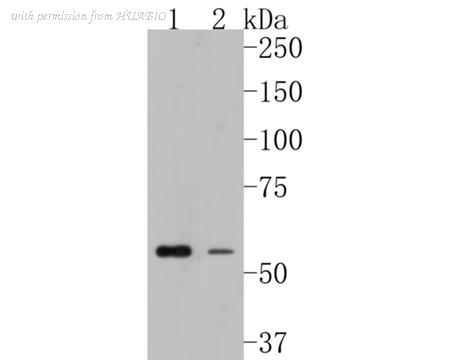 HUABIO HA500122 image 1