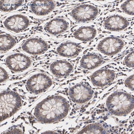 HUABIO HA500122 image 2