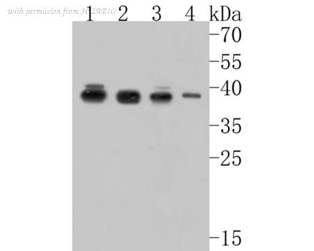 HUABIO HA500123 image 1