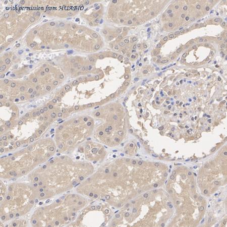 HUABIO HA500123 image 2