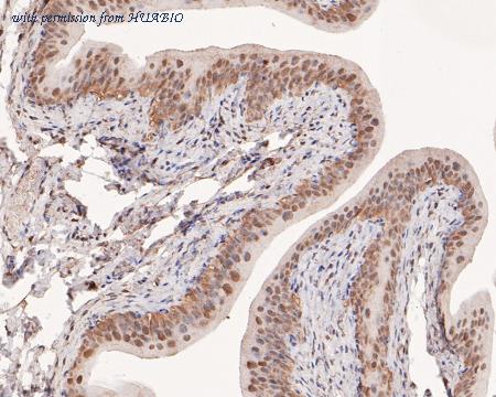 HUABIO HA500123 image 3