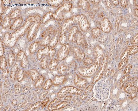 HUABIO HA500132 image 3