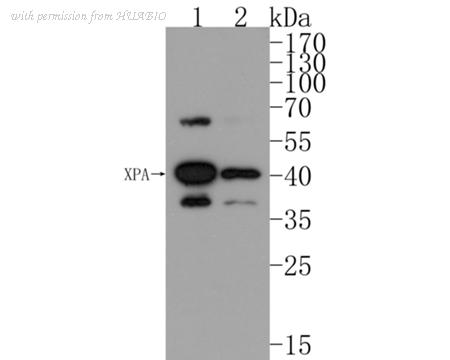 HUABIO HA500133 image 1