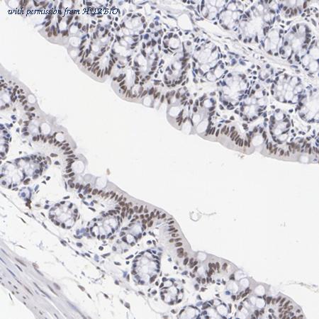 HUABIO HA500133 image 2