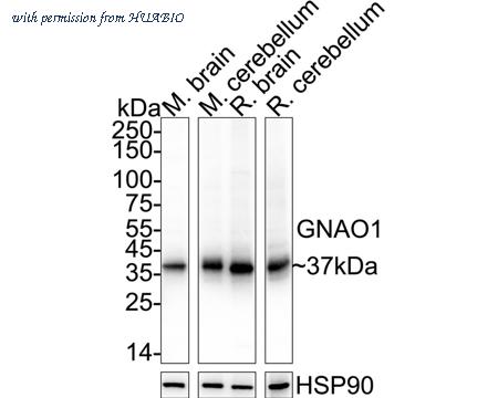 HUABIO HA500136 image 1