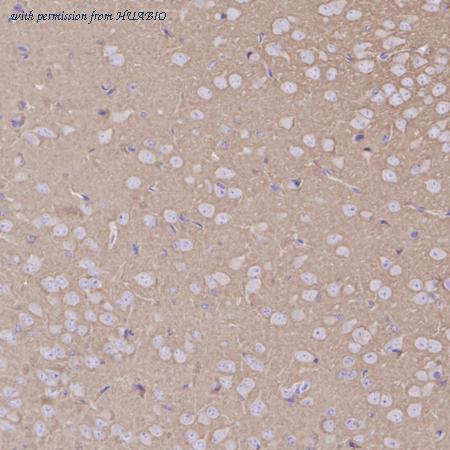 HUABIO HA500136 image 3