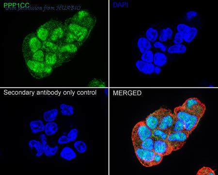 HUABIO HA500138 image 2