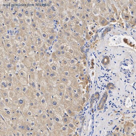 HUABIO HA500144 image 2