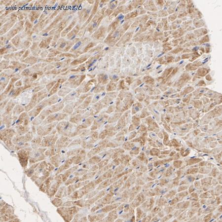 HUABIO HA500144 image 3