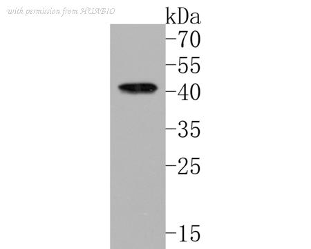 HUABIO HA500145 image 1