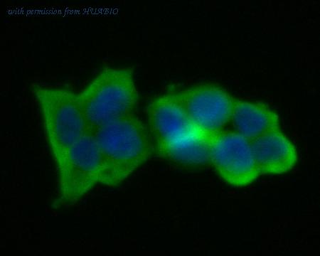 HUABIO HA500145 image 3