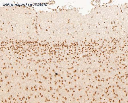 HUABIO HA500146 image 2