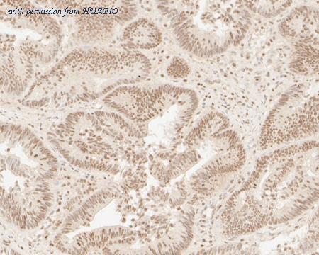 HUABIO HA500146 image 3