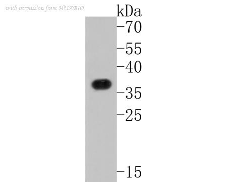 HUABIO HA500147 image 1