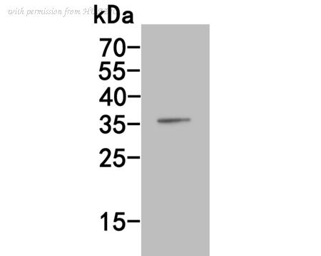 HUABIO HA500147 image 2