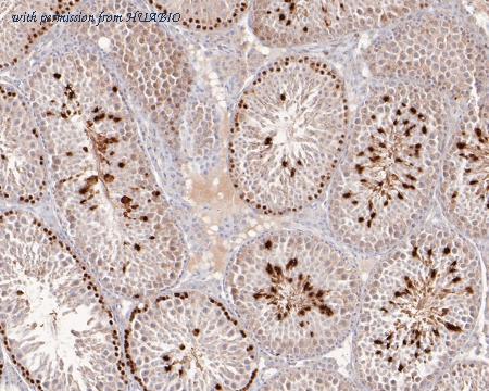 HUABIO HA500147 image 3