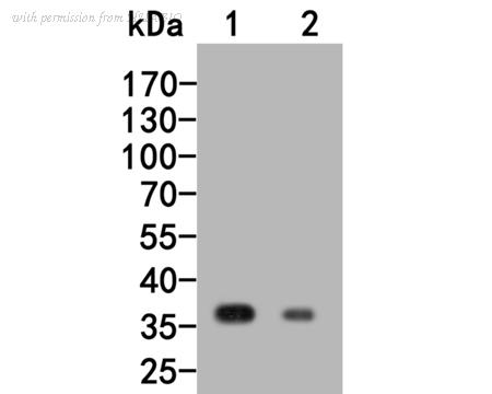 HUABIO HA500148 image 1